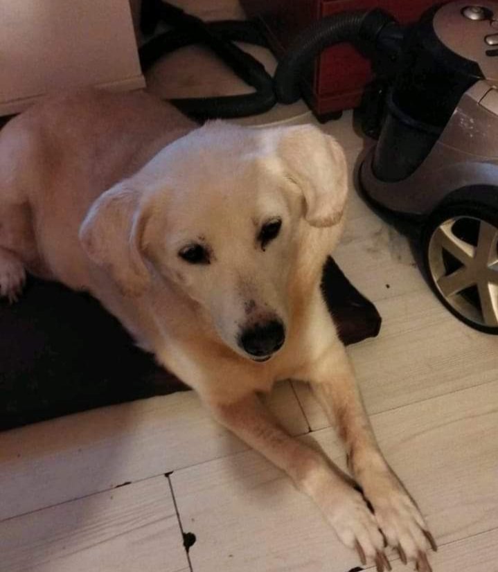 Bu canin sahibi vefat etti. Sokağa bırakılacak sokakta yaşaması mümkün değil. Lütfen acil yuva bulalim bu cana.
Labrador
Dişi kısır 
9 yasinda cok uysal
Istanbul FATIH
05367380699
05077415667