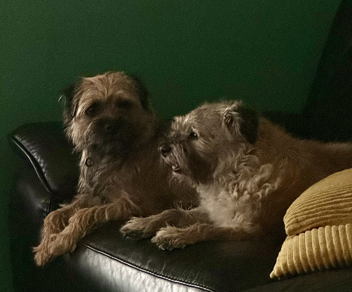 Hazel and Mari #BTPosse #borderterriers my girls 💕