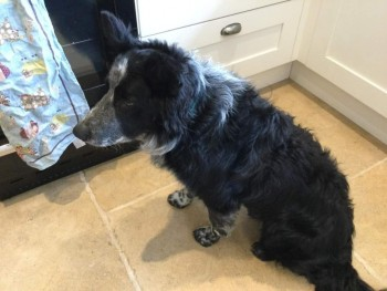 🆘1 AUG 2023 #Lost DON #ScanMe #Tagged
OLDER Black & White Border Collie Male
#Paxford nr #MoretonInMarsh #Gloucestershire #GL56
doglost.co.uk/dog-blog.php?d…