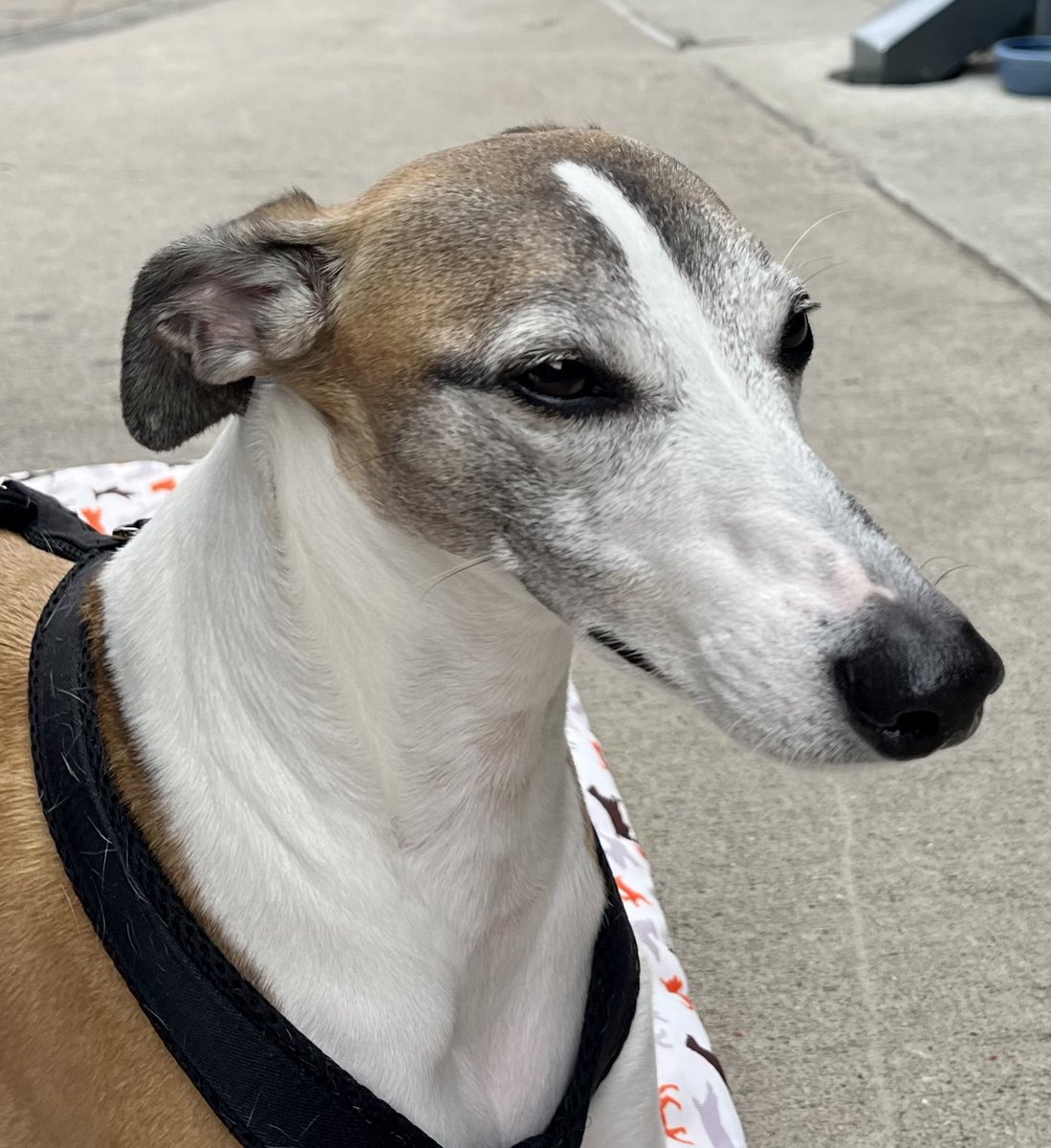 Cora the Whippet 🐕 tweet media