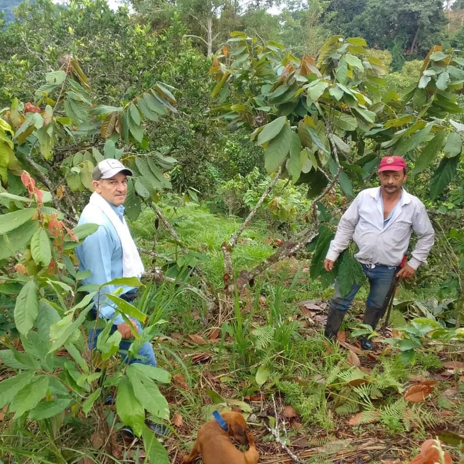 MARÍA LUISA RUEDA TRISTANCHO en su finca LOS RECUERDOS, de la vereda EL CENTRO, también es beneficiaria del convenio con FEDECACAO para seguir fortaleciendo el renglón insignia de la economía en el CAMPO CHUCUREÑO. #SanVicenteCAMPOconFuturo. #OscarRodríguezAlcalde.