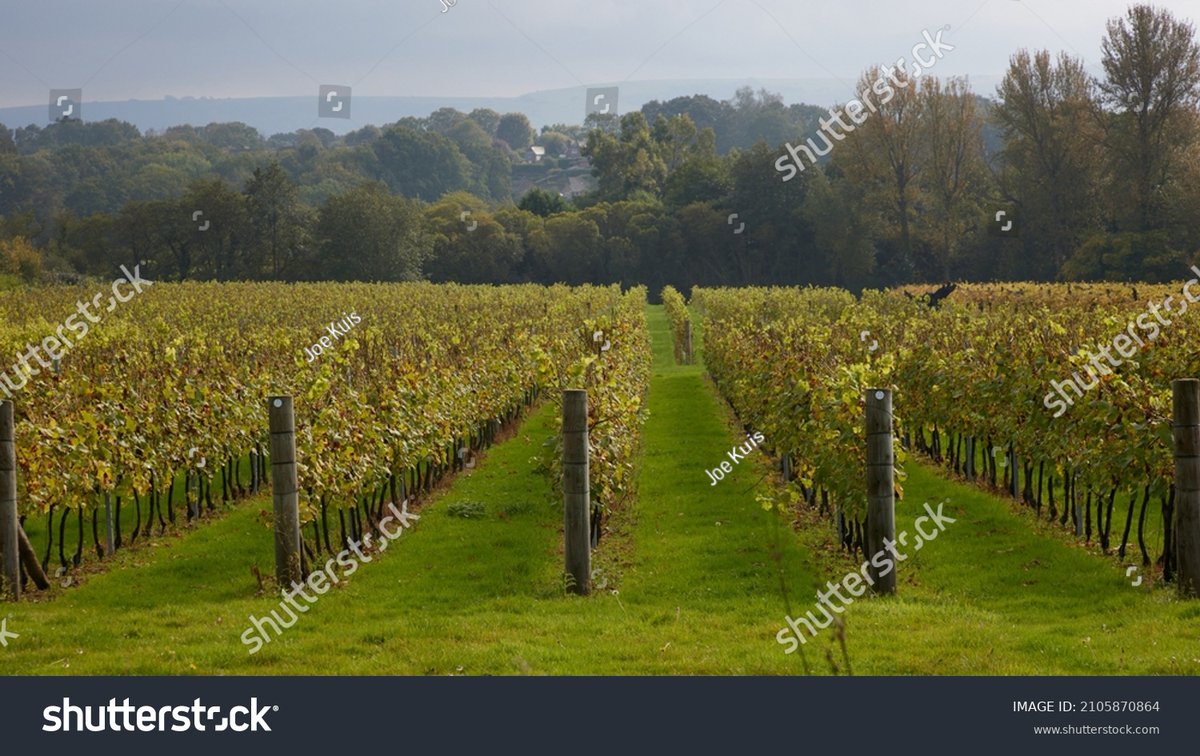 Nutbourne, UK. October 16th 2021.  English vineyard seen in autumn after the harvest. shutterstock.com/image-photo/nu… 
#vineyard
#vineyardUK
#vineyardwestsussex
#englishvineyard
#nutbourne
#vines
#vineyardlanscape
#winesuk