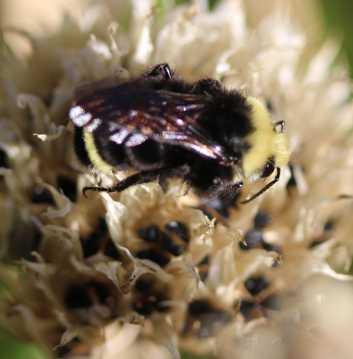 zucchinibeemama's tweet photo. Sleeping on a chive seed head.  #BackyardBioblitz #rileyparkcommunitygarden https://t.co/WEEs00Cw2k