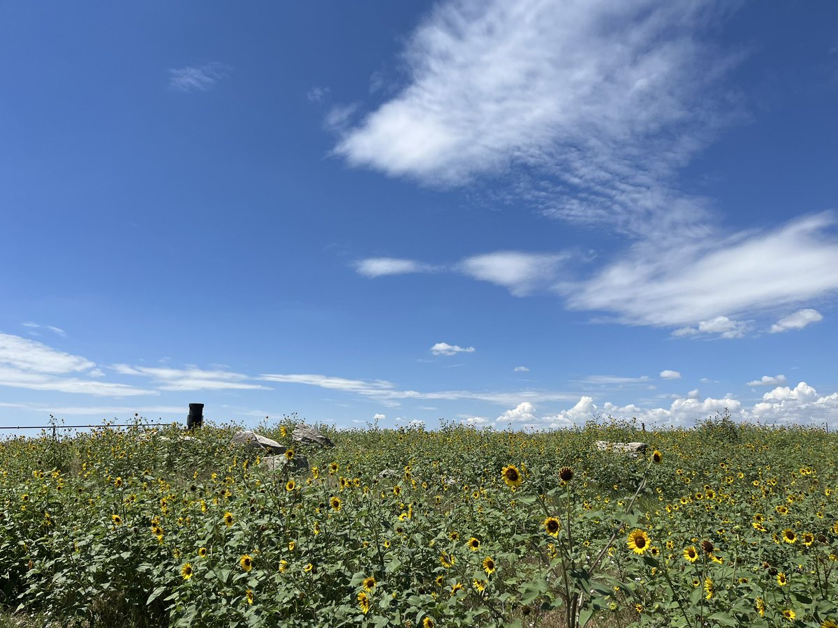 cgrsinc's tweet photo. Our energy services team was in Sterling, CO this week to perform a soil investigation due to a produced water line leak. This site visit entailed hand auguring and soil screening with a PID.
#VOCs #soilinvestigation #energyservices #lineleak #waterlineleak #handauger https://t.co/irVGaGtvUJ