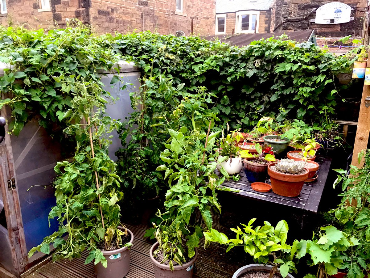 Bo’ness Academy Introduction to Horticulture tweet media