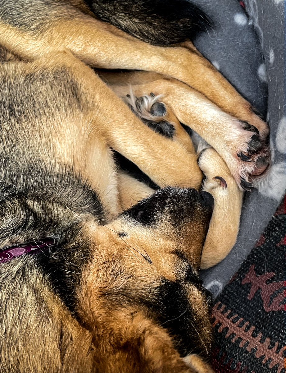 Sociable Dog tweet media