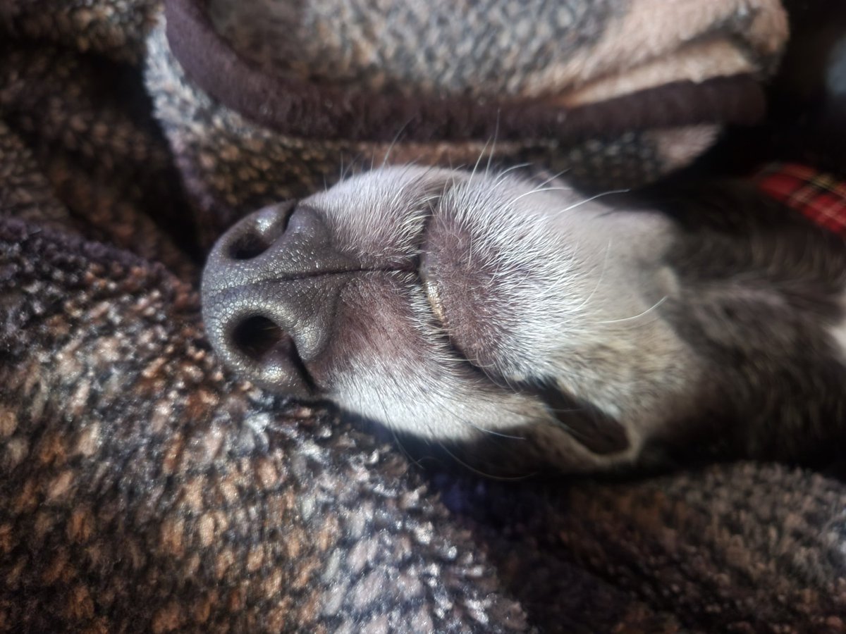 Friday face.
#dog #dogsoftwitter #weekend #sleeping