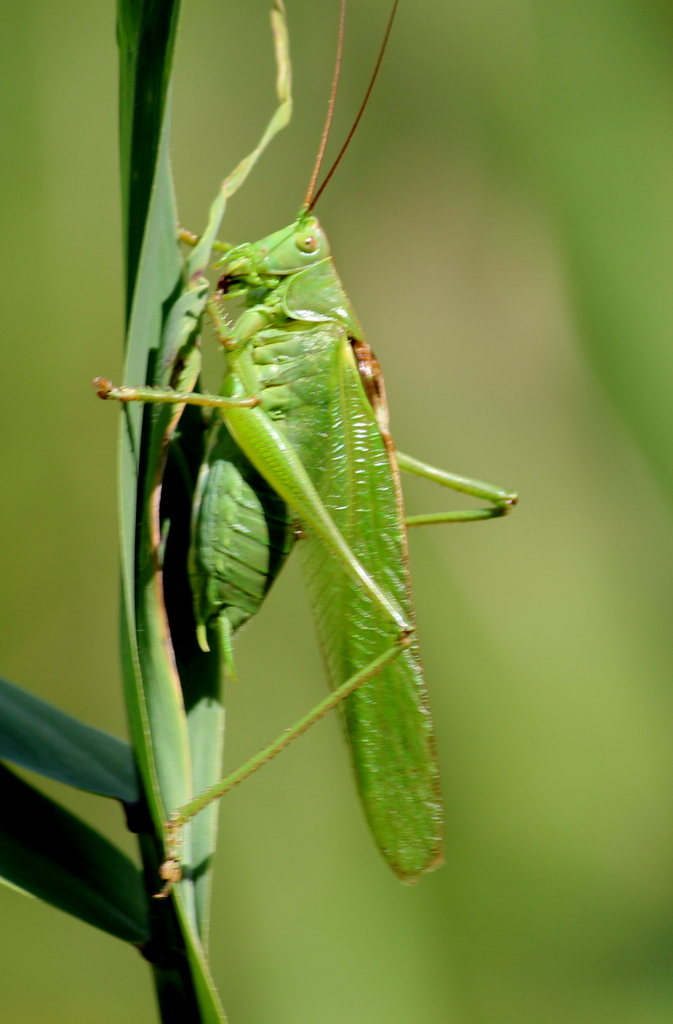 Natuurvoorkids's tweet photo. Weet jij hoe het mooie groene insect op de foto heet?

Een sprinkhaan, denk je? Niet helemaal goed.

Maar hoe het het beestje dan echt?

https://t.co/S5GUWrnEX1 https://t.co/tmVNdQT655