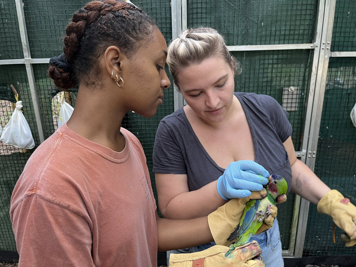 Raleigh Bellard tweet media