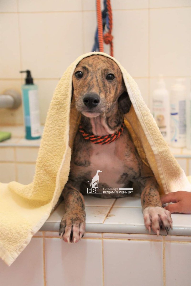 fundacionbm's tweet photo. Hola! 
Somos Spiderman (macho♂️ ) y Vanderbilt (hembra♀️)
Aunque solo salimos dos, lo cierto es que somos una camada de 6 hermanitos y 4 de nosotros aun seguimos buscando familia
¿Creeis que esta dulce carita nos ayudara a encontrar familia? https://t.co/Llpek8RADy https://t.co/804L1mVDOs