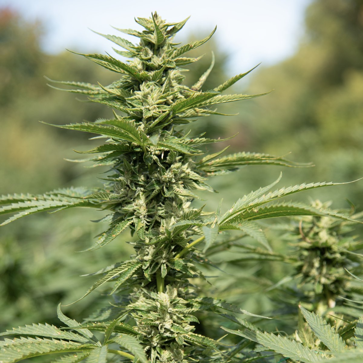 NYS Office of Cannabis Management tweet media