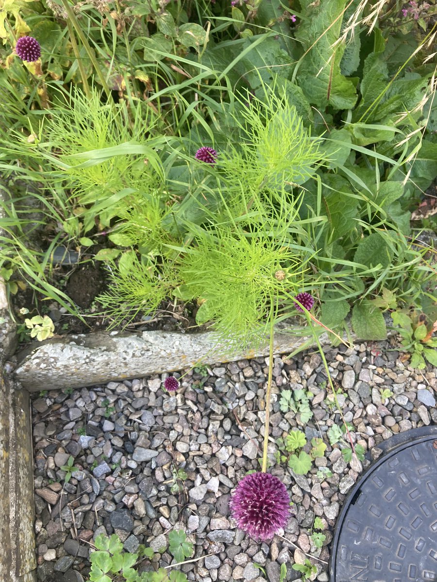 Loving the mix of purple (alliums) and shocking green (cosmos)