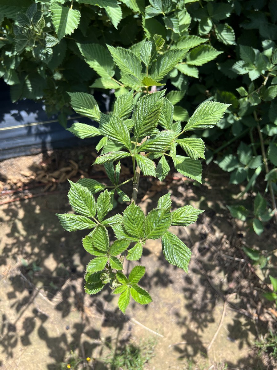 Aaron Cato tweet media