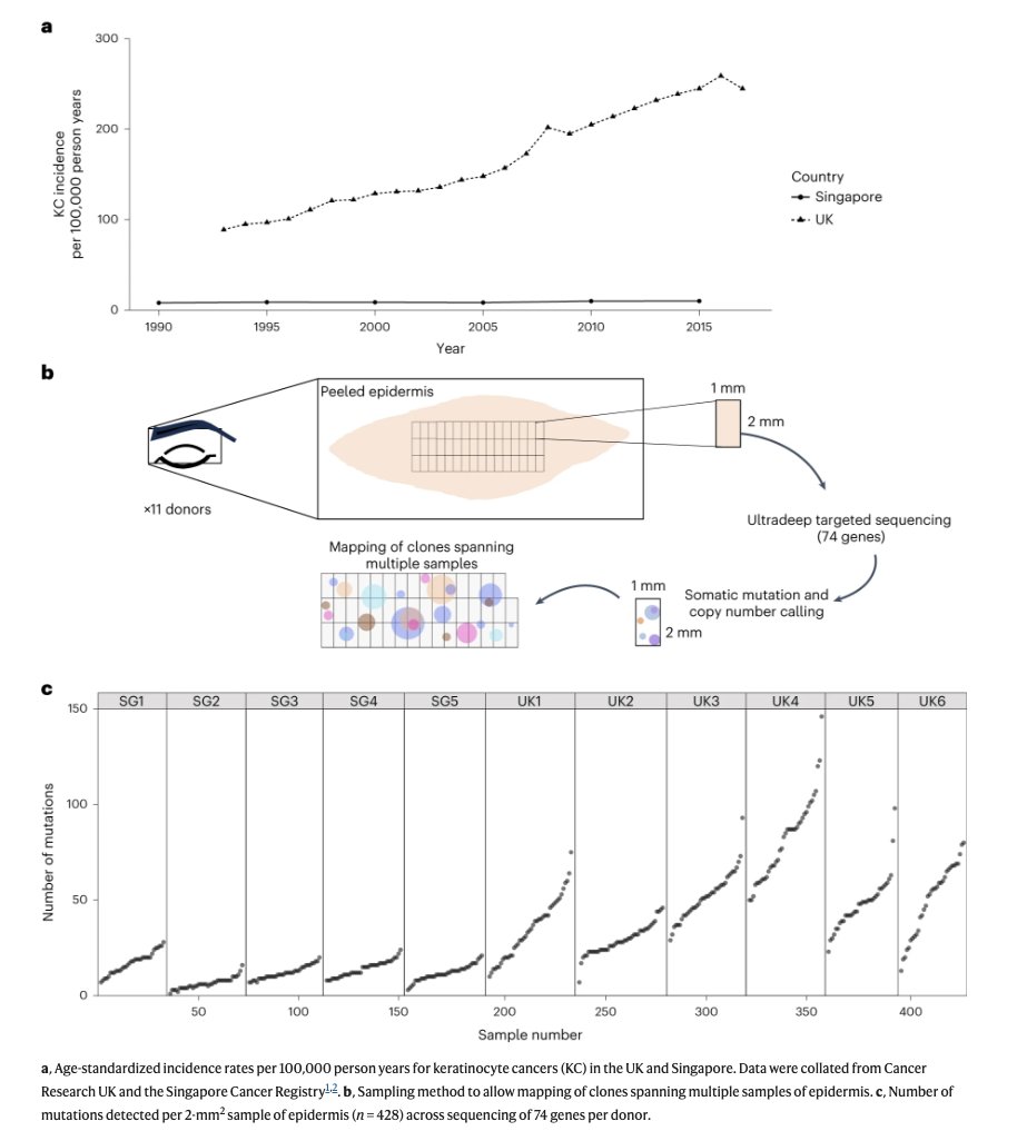 Neat article comparing somatic mutations in skin in the UK versus Singapore (keratinocyte cancer risk substantially lower in the latter) nature.com/articles/s4158…