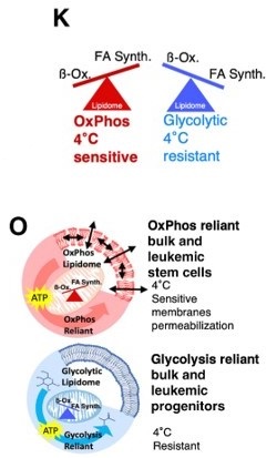 CR_AACR's tweet photo. From the August 1 issue—
Oxidative Phosphorylation Fueled by Fatty Acid Oxidation Sensitizes #Leukemic #StemCells to Cold, by Griessinger et al.
https://t.co/ouTQrPic32
@univgroningen https://t.co/wZg3pU46QG