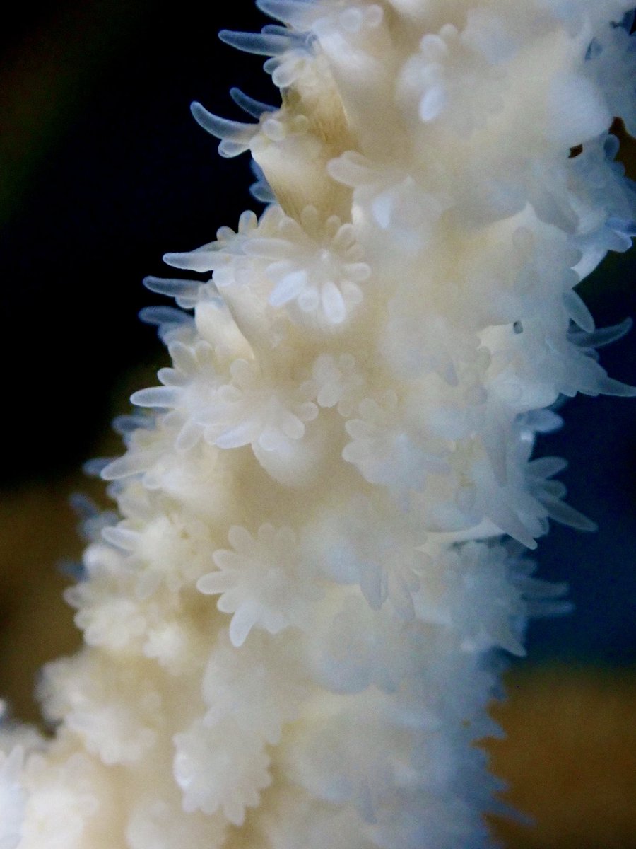 Carl Bleaching tweet media