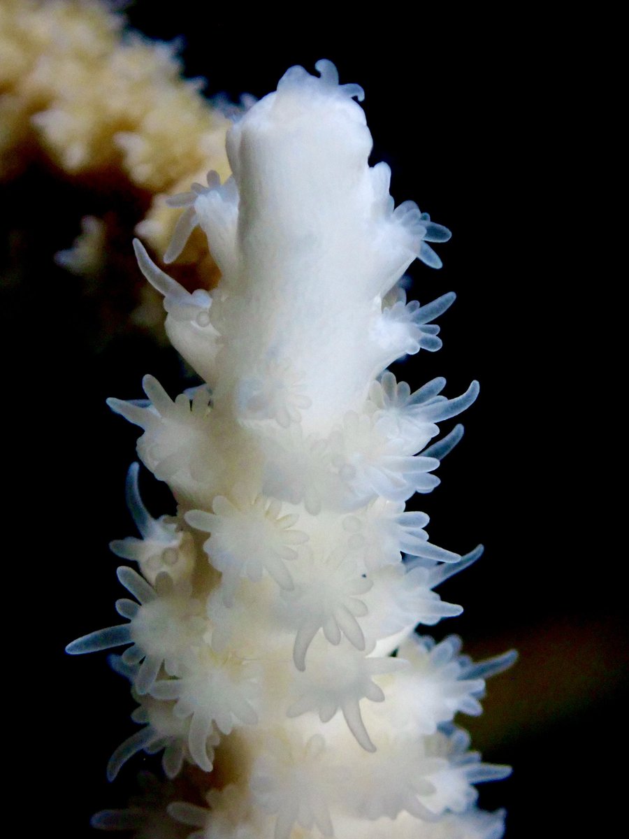 Carl Bleaching tweet media