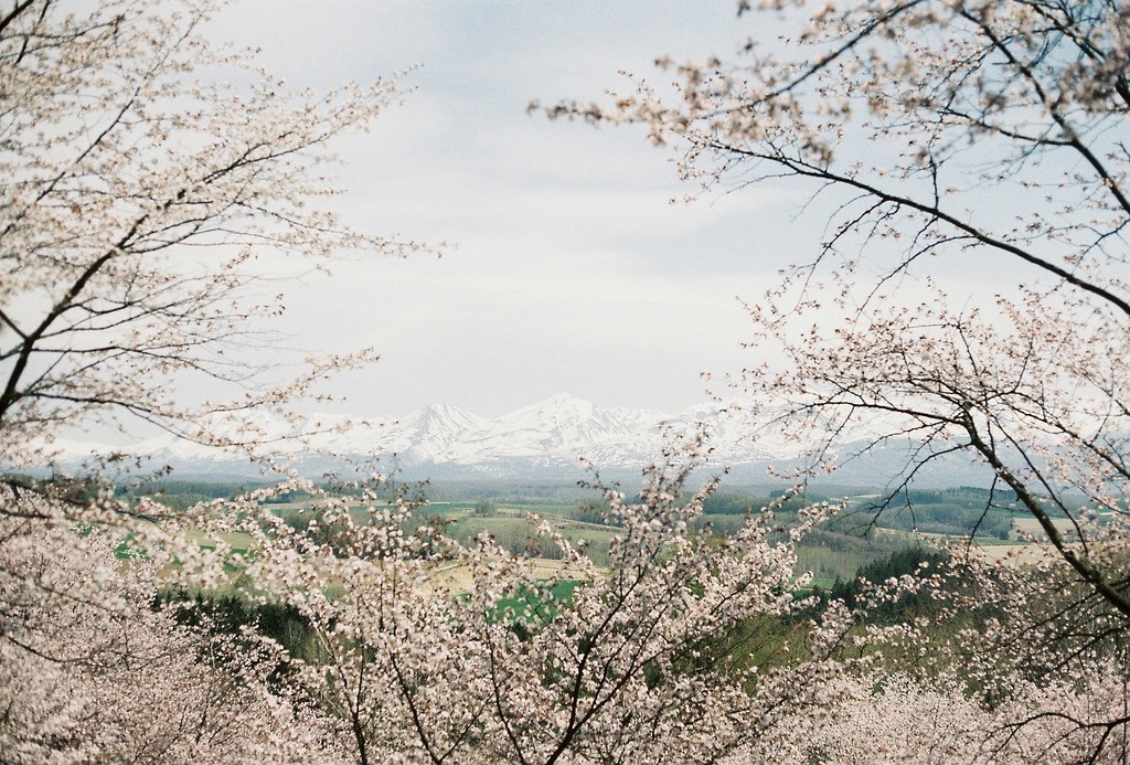 bolero_1997's tweet photo. 北海道の桜が最高に綺麗だったなぁ https://t.co/8esCS34Fmq