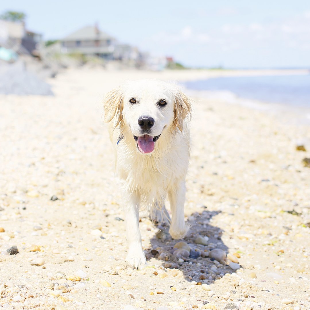 sarahstonecom's tweet photo. My Loyal Sidekick! 🐶🐾 

Meet Cooper, my adorable furry co-worker and constant source of happiness! 🌟 

He brings us so much joy and encourages us every day to get out in nature, exercise, have fun and be present in the moment.

His unwavering loyalty and infectious energy are https://t.co/mjHklXkVOR