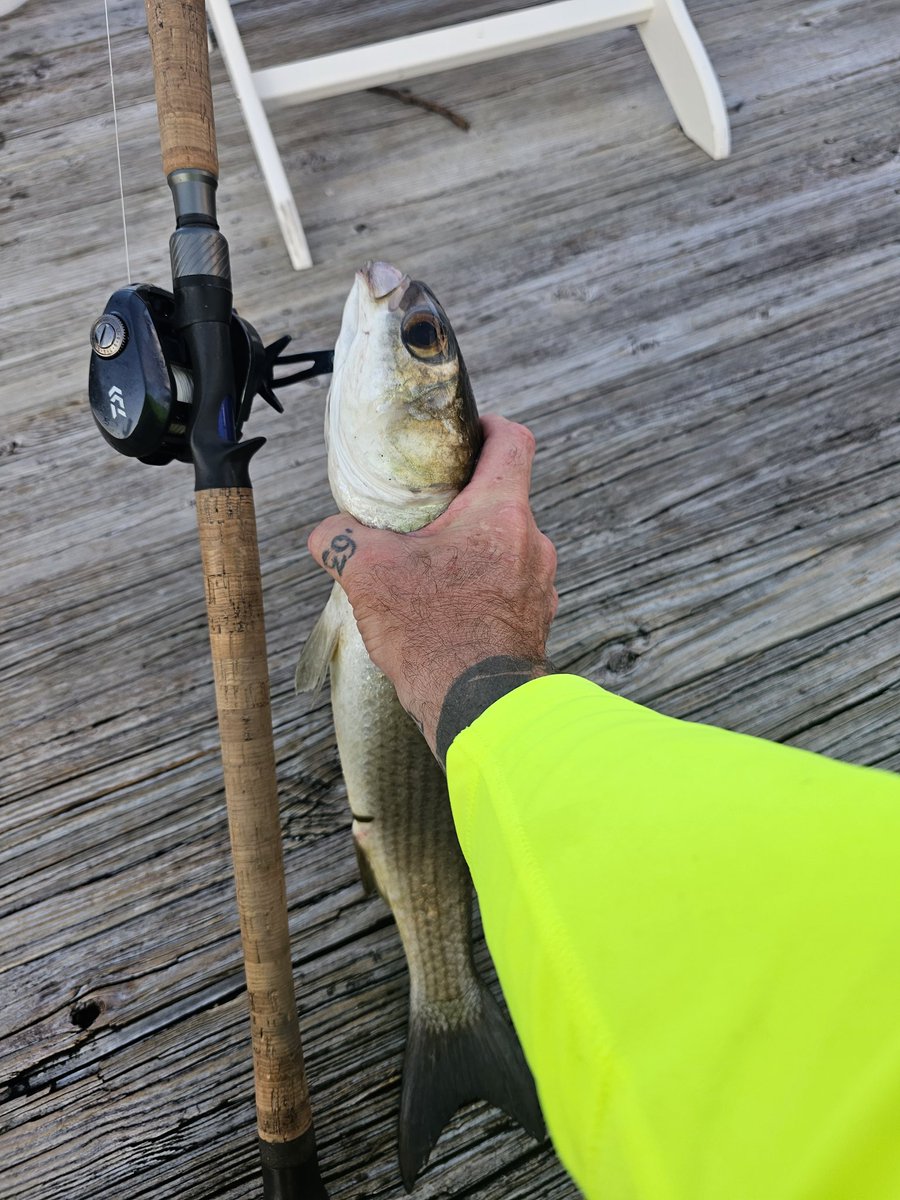 #stcroixrods #bait 23" muLLet kiD tarpoN craCk