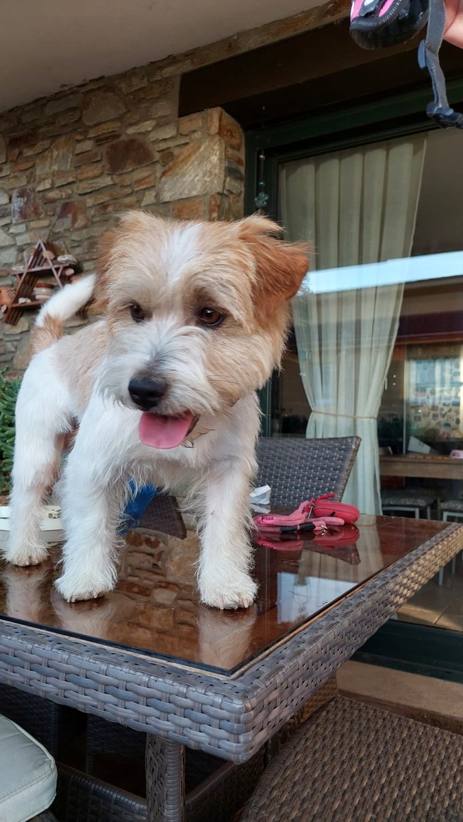 Perro encontrado en Sada. Si alguien lo conoce que me contacte por aquí. Se agradece RT