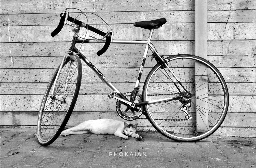 MrPhokaian's tweet photo. Streets of Istanbul.. #CatsOfTwitter #catsnoirfriday #Raleigh #bcycle #StreetArt #streetphotography #photooftheday #photographer #Catwoman #blackandwhitephotography https://t.co/tDvBFmXqER