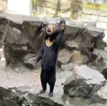 theattn's tweet photo. A zoo in eastern China has denied suggestions that some of its bears were people dressed in costume.

In a statement written from the perspective of a sun bear named “Angela,” officials from a zoo in Hangzhou said people “didn’t understand” the species. https://t.co/yx8OhdzJBO