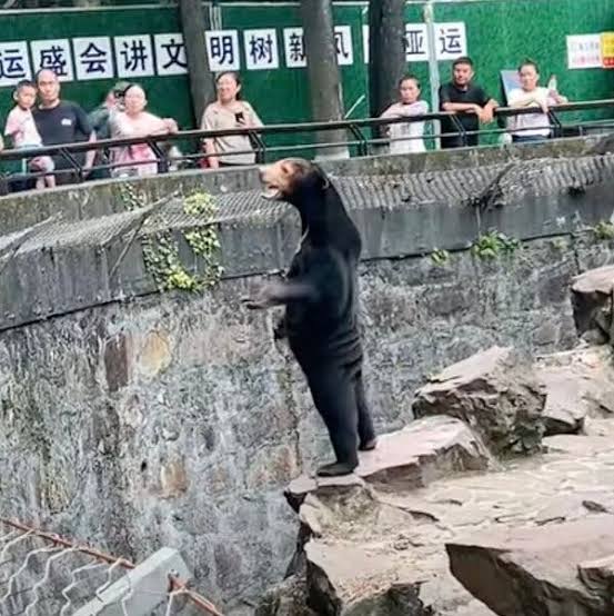 theattn's tweet photo. A zoo in eastern China has denied suggestions that some of its bears were people dressed in costume.

In a statement written from the perspective of a sun bear named “Angela,” officials from a zoo in Hangzhou said people “didn’t understand” the species. https://t.co/yx8OhdzJBO
