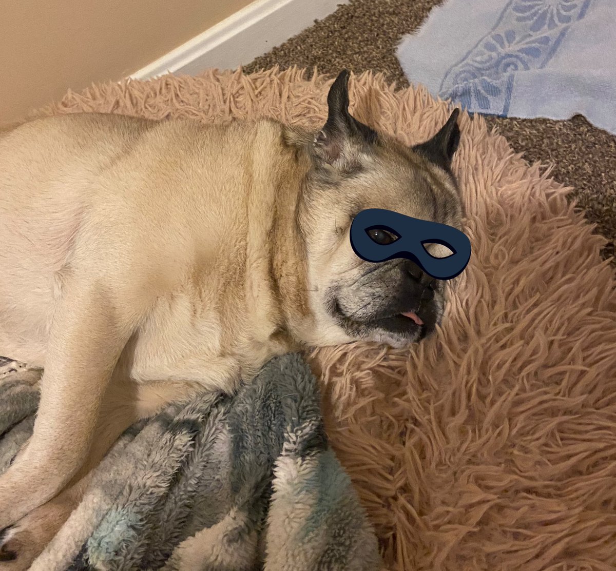 indiana_pug's tweet photo. I am BatPug! I am just having a Bat nap so I can be well rested and fight crime later. Not too late though. And definitely not until after dinner. 
#pug #dog #DogsofTwittter #crimefighter #lazy #batpug https://t.co/xI8ezICgau