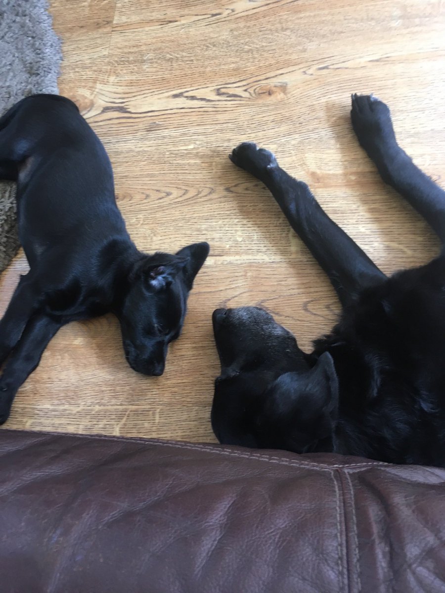 BossFaulkner's tweet photo. @BeachWoolacombe @WoolacombeTIC @mcsparkyj Staying at damage  so will message you when we’re down 🏄🏾‍♂️🏝️🐾🐾👍 https://t.co/dhDL7WLVOX