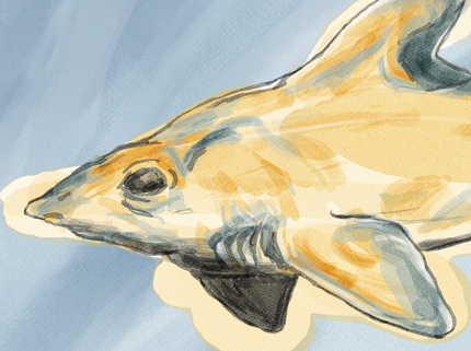 Shanksspeare's tweet photo. Swim On volume 9 has gone live! Check out the link below to purchase a copy, support shark conservation, and have a look at a bunch of cool illustrations (including one by me)! Shout outs to @jeypawlik for organizing another great zine!

https://t.co/OYrHTbiNSH https://t.co/qes1Jp3W5i