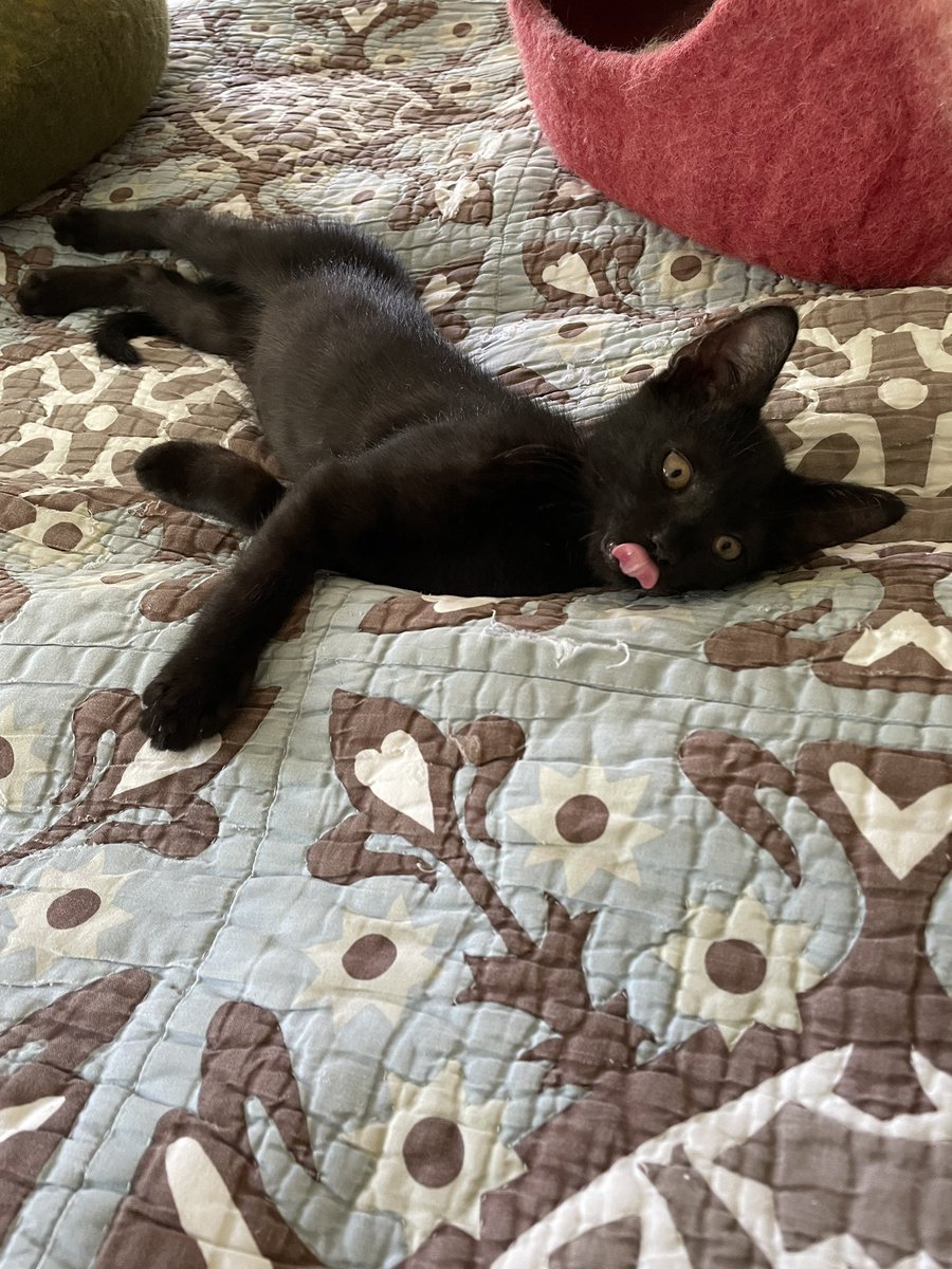 PatByBay's tweet photo. @SheenaLouiseF @StephenKing @ThunderstormBks Newest addition. 10 week old Shadow. https://t.co/gMHIPqDQzO