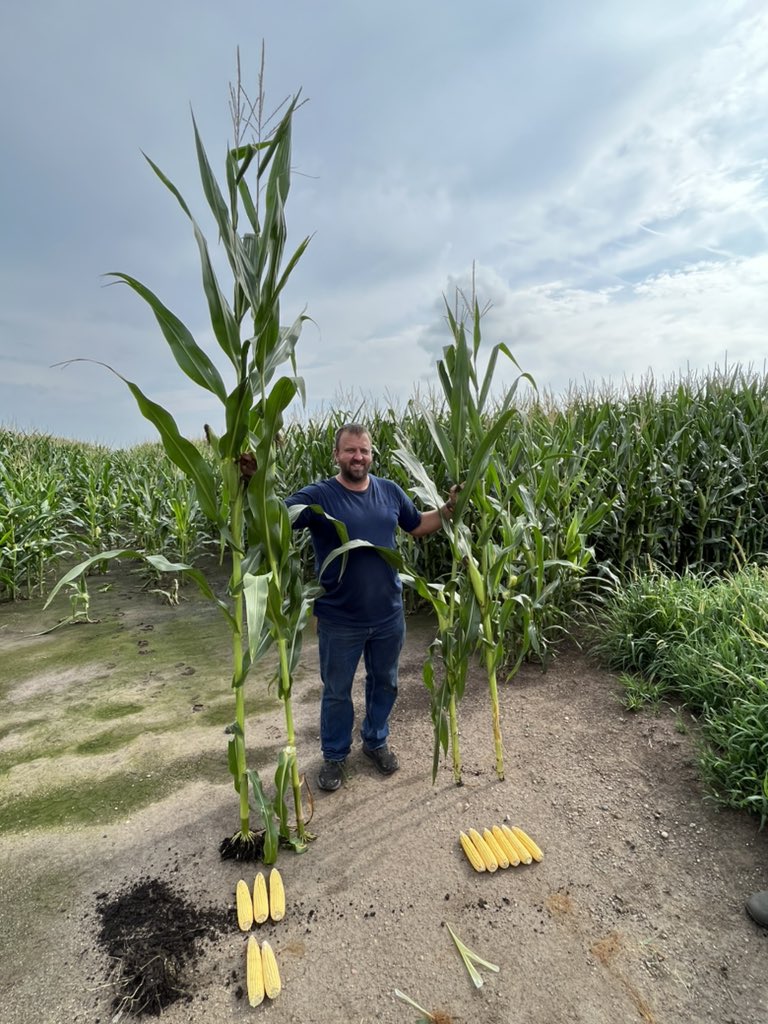 Robesonseth's tweet photo. Got the chance to line up a few ground breakers of the Preceon Smart Corn System otherwise called “short” corn.  Very cool to see it side by side with some of our best “tall” corn DKC62-89. Excited to be a part of the next big thing in corn genetics! @frontier_coop @DKAS_Nebraska https://t.co/N0SJu5tQZV
