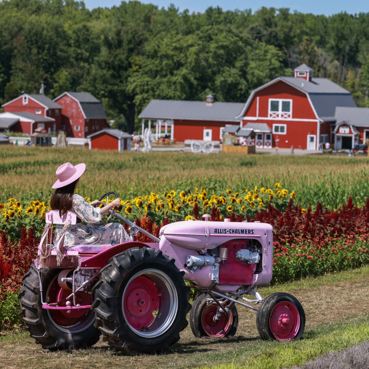 The corn maze at Wickham Farms is set to open for the 2023 season on August 10. This will mark the 25-year anniversary of the National Toy Hall of Fame at the Strong Museum of Play. 
Find ticket information here: trib.al/hb9JT2b