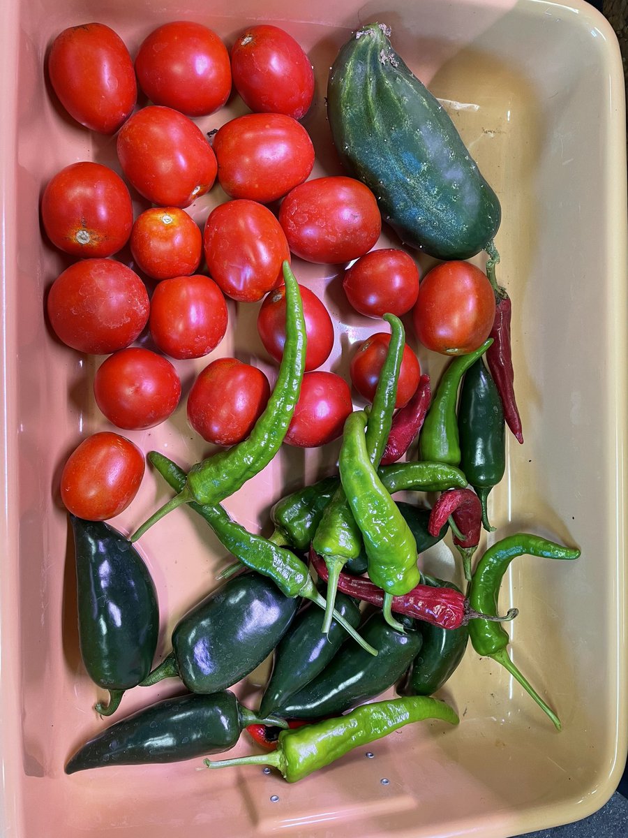specProjectsLab's tweet image. Time for some out of this world salsa. @TheSpaceChileG1 peppers and @Tomatosphere tomatoes from our classroom garden. @SJSHSPanthers @JacobIkaros
