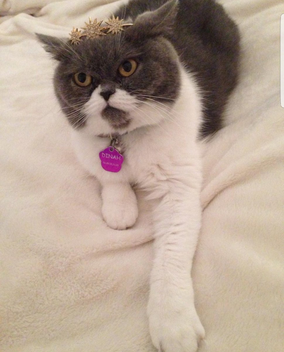 JusteLechat's tweet image. 