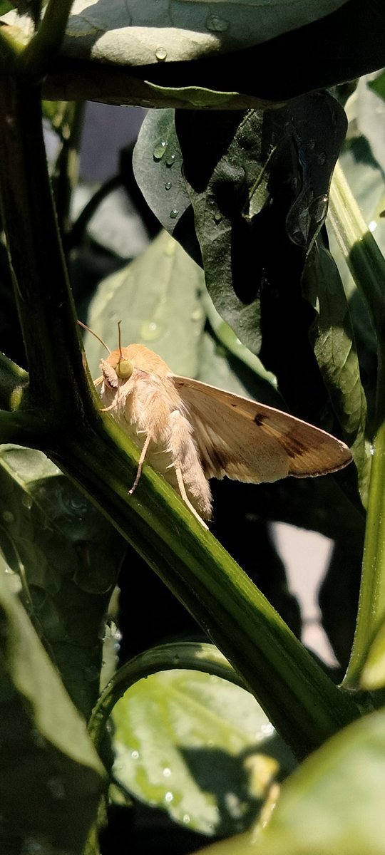 bluebellpots's tweet photo. @PuddlesMegan bugs get such a bad rep despite being really fascinating creatures https://t.co/GYfDkCYbfA