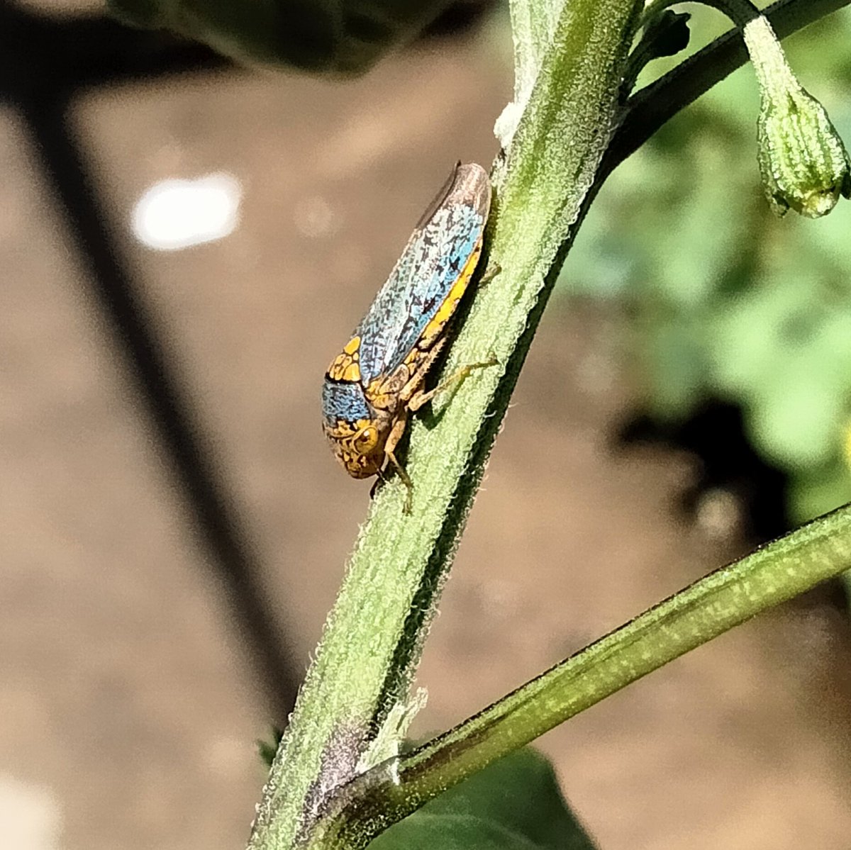 bluebellpots's tweet photo. @PuddlesMegan bugs get such a bad rep despite being really fascinating creatures https://t.co/GYfDkCYbfA