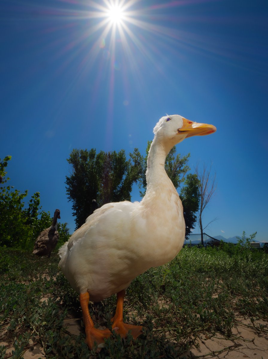 Beneath noon's rays, a white duck stands tall, Sunlight caresses, illuminating with a radiant sprawl.

(retweet to send noms live.dashducks.tv)
