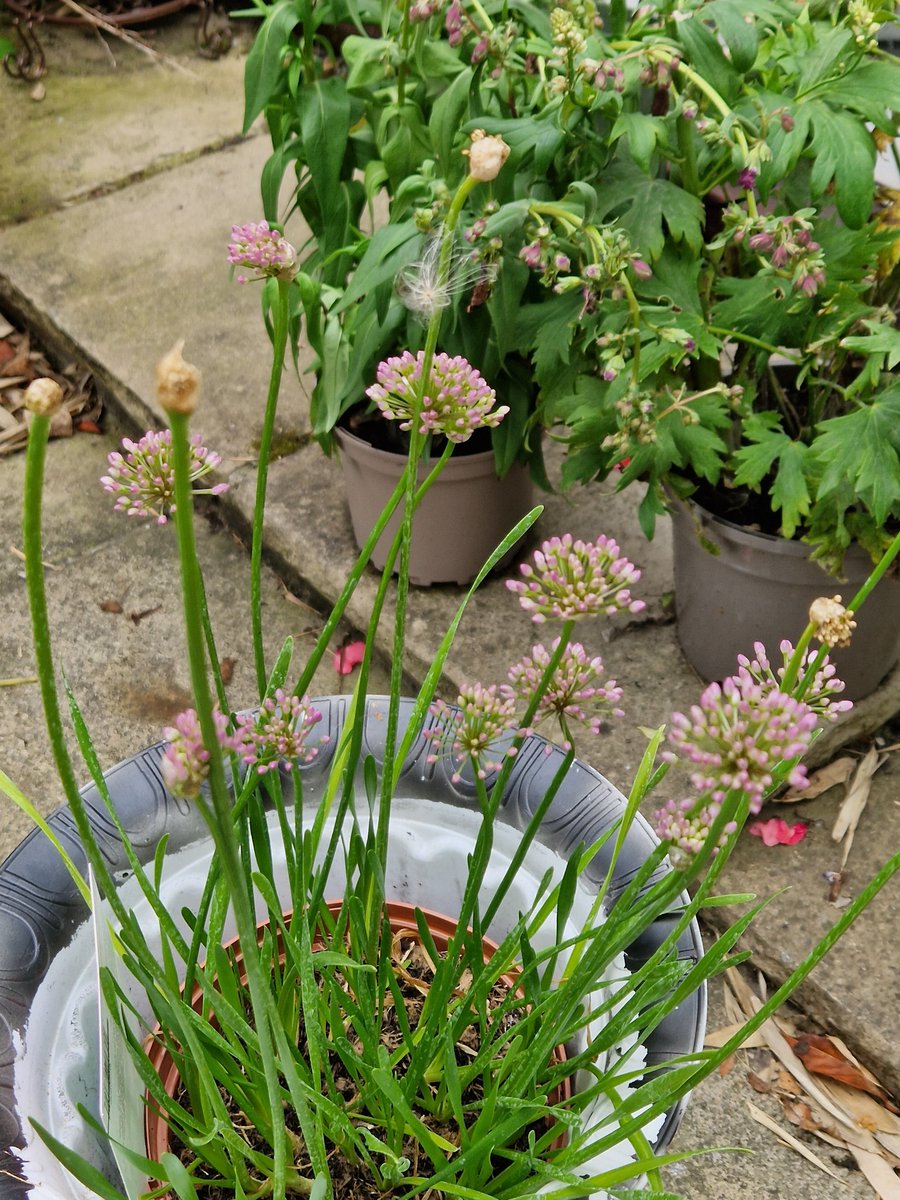 eve1231_'s tweet photo. #GardenersWorld
Our 1st #Alium https://t.co/SrpoItp8TV