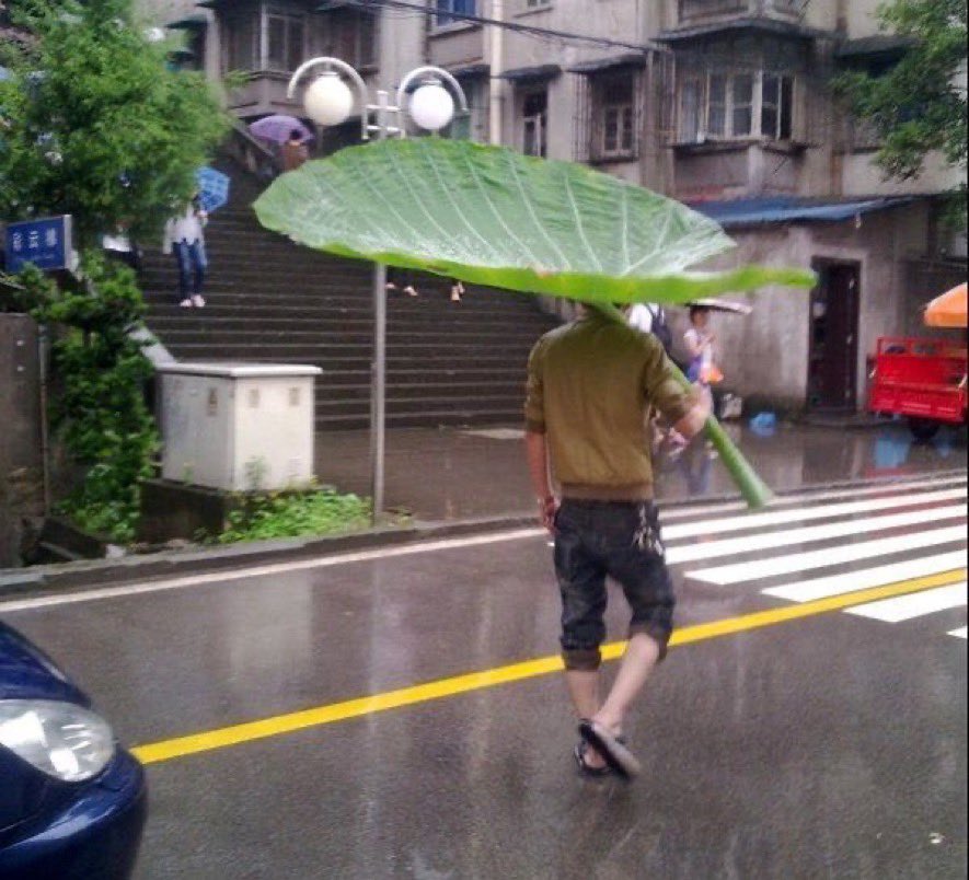 DragonDabbles's tweet photo. It just started raining outside ☔️ https://t.co/1EyF8o4y7S