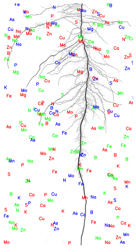¿Alguna vez te has preguntado cómo las plantas 'deciden' qué nutrientes tomar del suelo? Piensa en el suelo como una sopa de letras. ¿Recuerdas cuando te empecinabas en elegir solo algunas letras y descartar otras? Sigue...