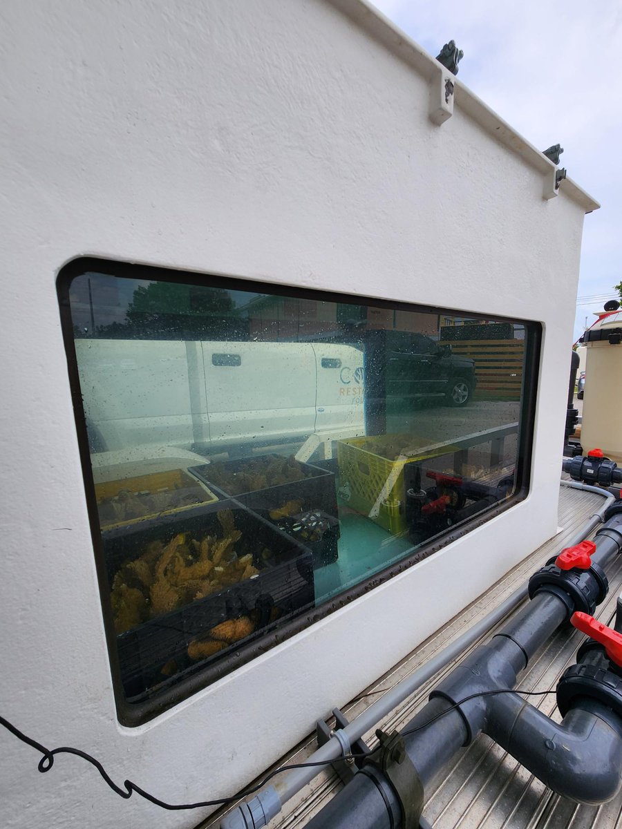 coralcrf's tweet image. In this week’s #FridayFieldUpdate, we rescued about 500 fragments from 25 high-risk Acropora genotypes that were represented only in one nursery and low in stock. These corals are now at KML, thanks to the help of Key Largo Fisheries and their temperature-controlled truck!
