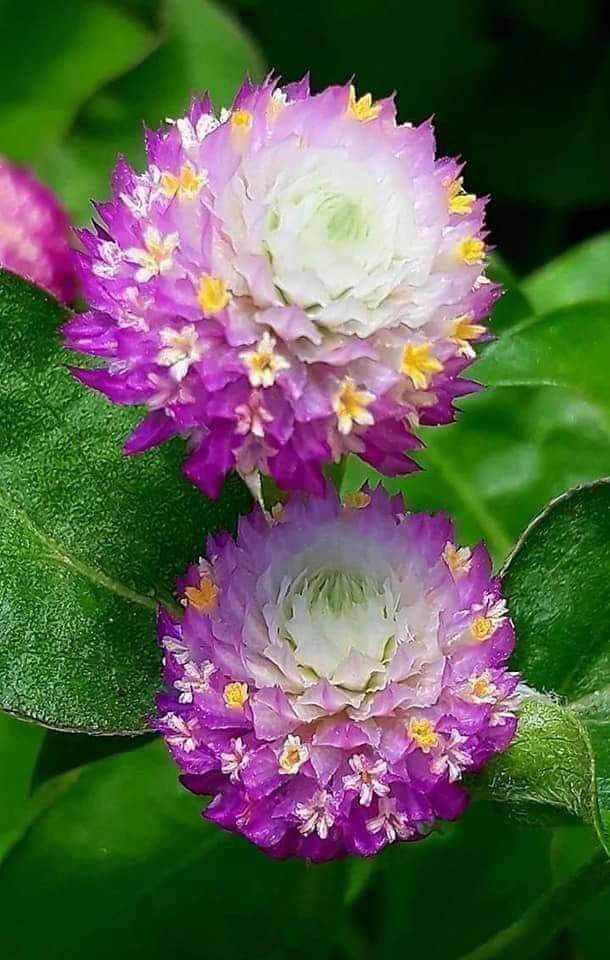 ~ ❤️💙For you🌹💛💚
.
~ 🌷 For you with love (◕ᴗ◕🌹) 🙏🏻💙