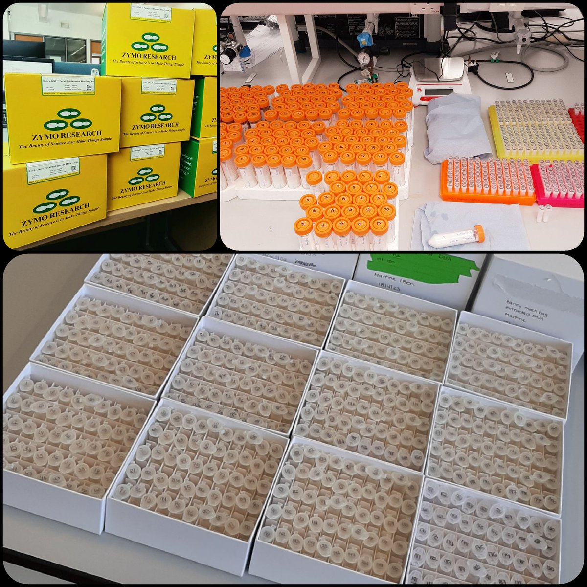 soilplastics's tweet photo. 3 days and a total of 600 #DNA extractions later and we're done (literally😅) - ready for fungal sequencing🍄This will complete our #16S & #PLFA dataset for these samples🦠 Looking at microbial colonisation & diversity of different #microplastic types 👀 https://t.co/GLJGCTqpaA