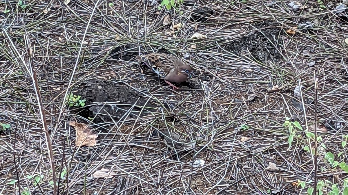 EvoPalaeoLab's tweet photo. This morning @unisouthampton @sotonbiosci #MResEvolution visited Puerto Chino. The wildlife is spectacular.  A short snorkel this afternoon to look at the distribution of fish in the bay, begins in half an hour.  The Galapagos is a beautiful place. https://t.co/F7SkXRCyBm