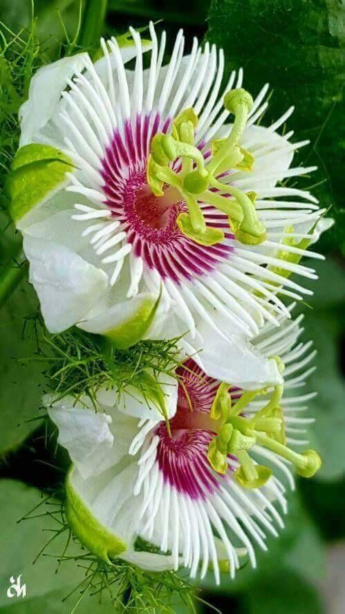 Good evening everyone.