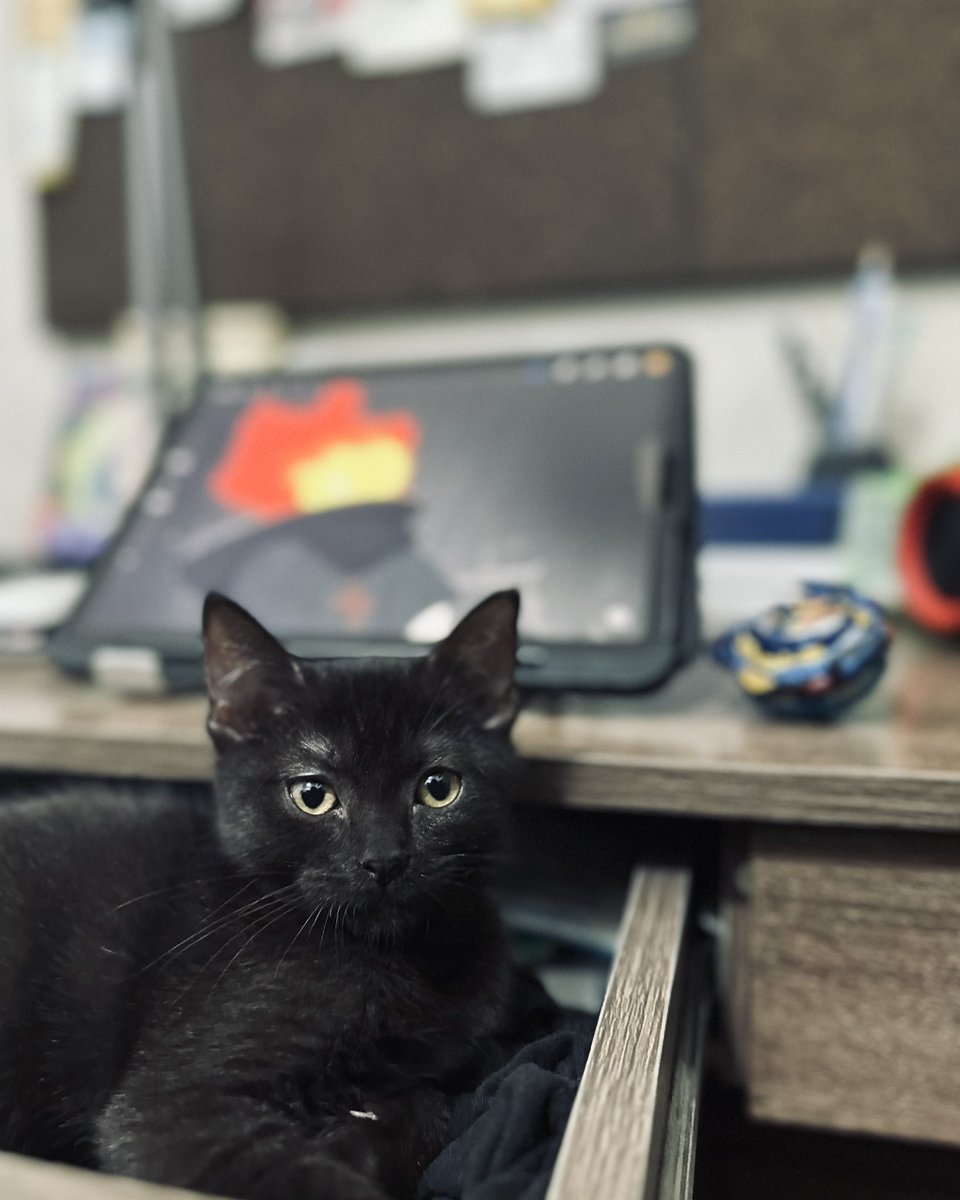 Sol Cat 😼 tweet media