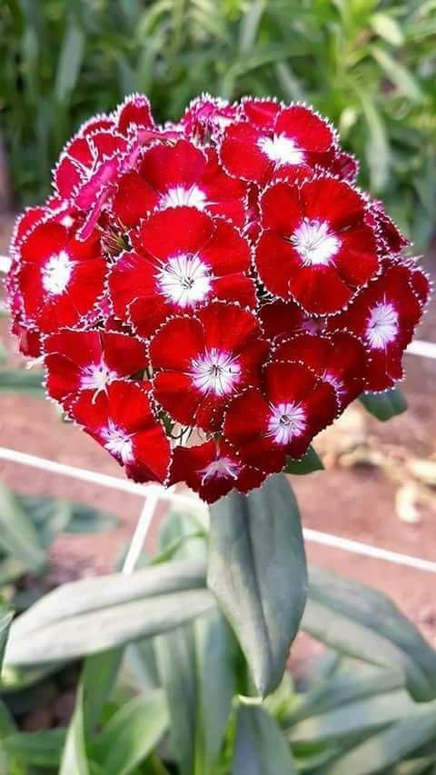 Beautiful 🌹♥️