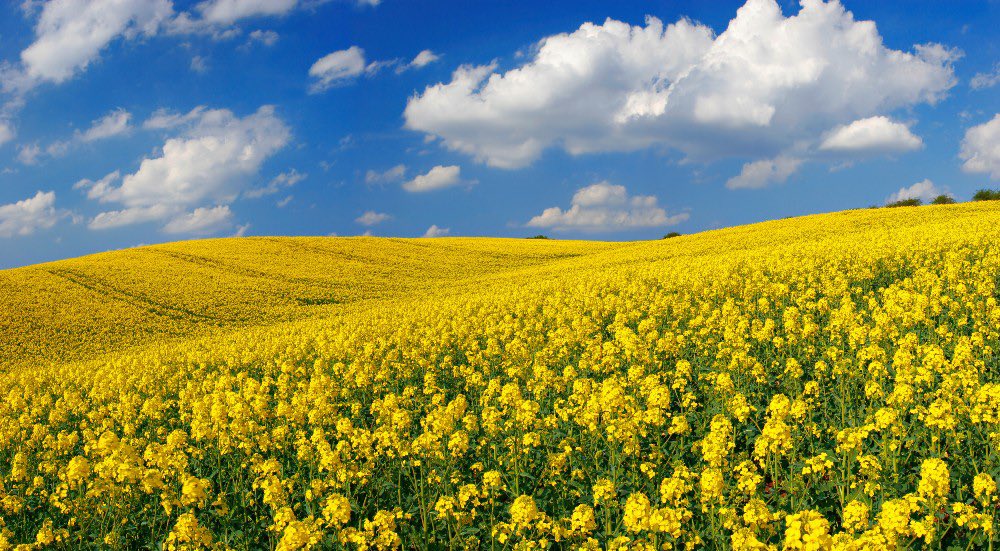BeeConnected_UK's tweet photo. 🌿🐛 Want to protect crops sustainably? Discover the power of Integrated Pest Management (IPM) and meet the IPM Champions at @TheVI_Tweets 🌱🌍 These dedicated individuals are leading the way in implementing eco-friendly pest control methods. https://t.co/XVhUqJCvgS https://t.co/7U4vtsOZ9V